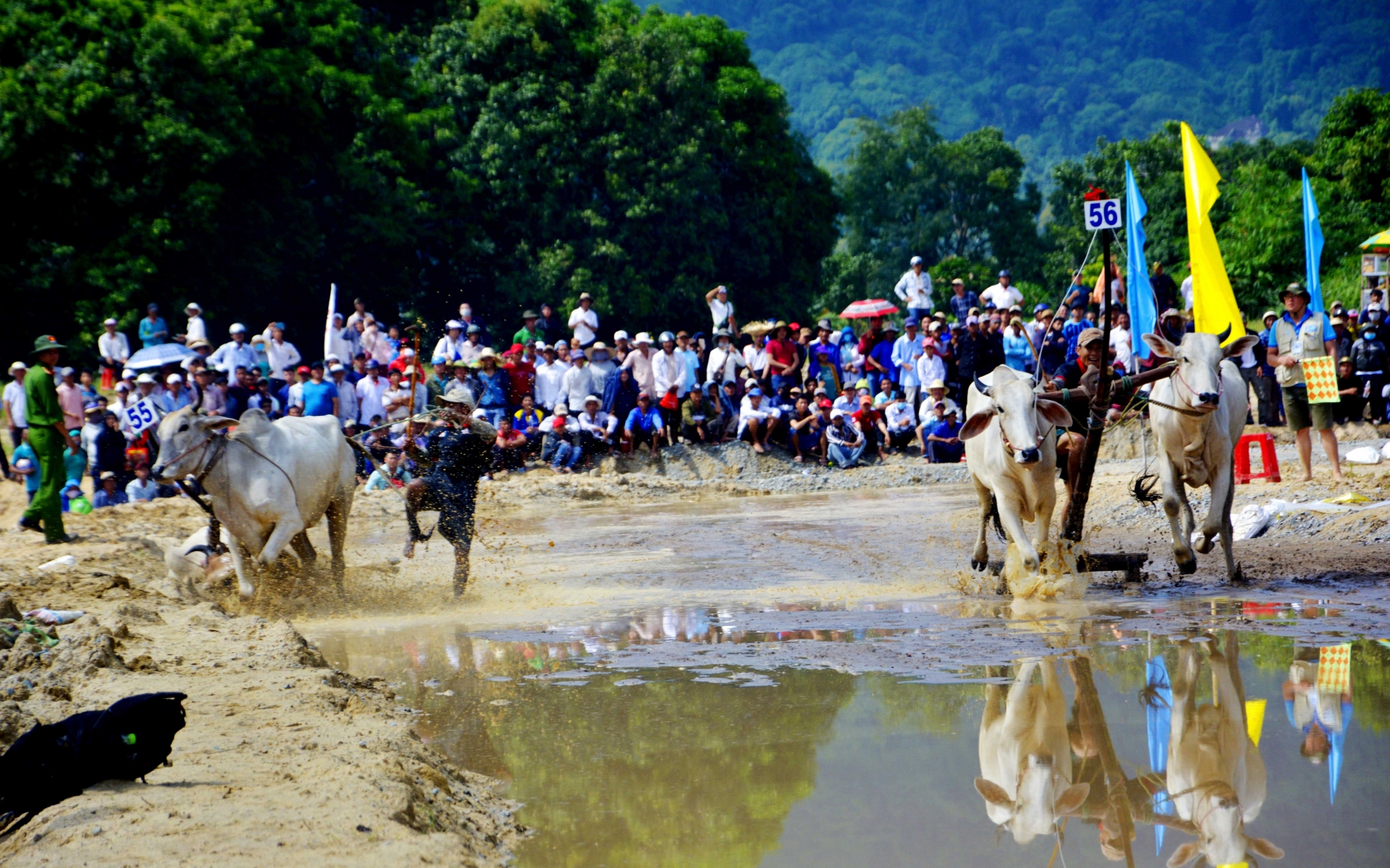 man nhan gay can tai hoi dua bo bay nui nam 2019 o an giang
