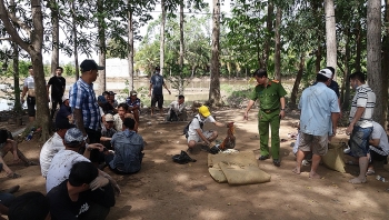 An Giang: Triệt phá trường gà với quy mô lớn tại vườn sao