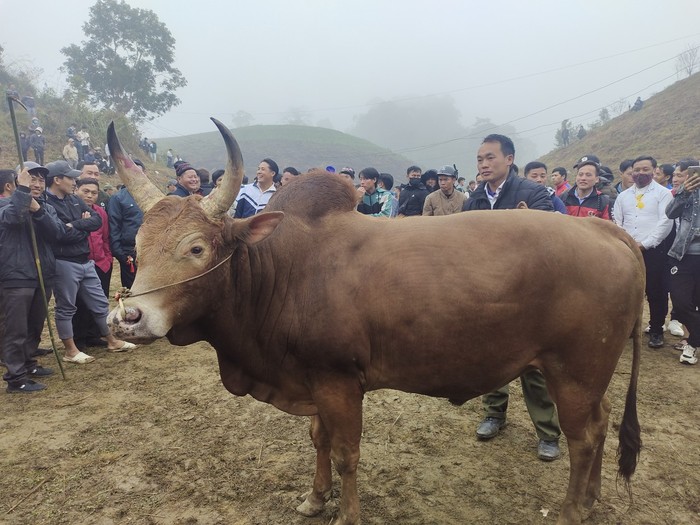 Chọi bò - nét đẹp văn hóa của đồng bào Mông ảnh 3