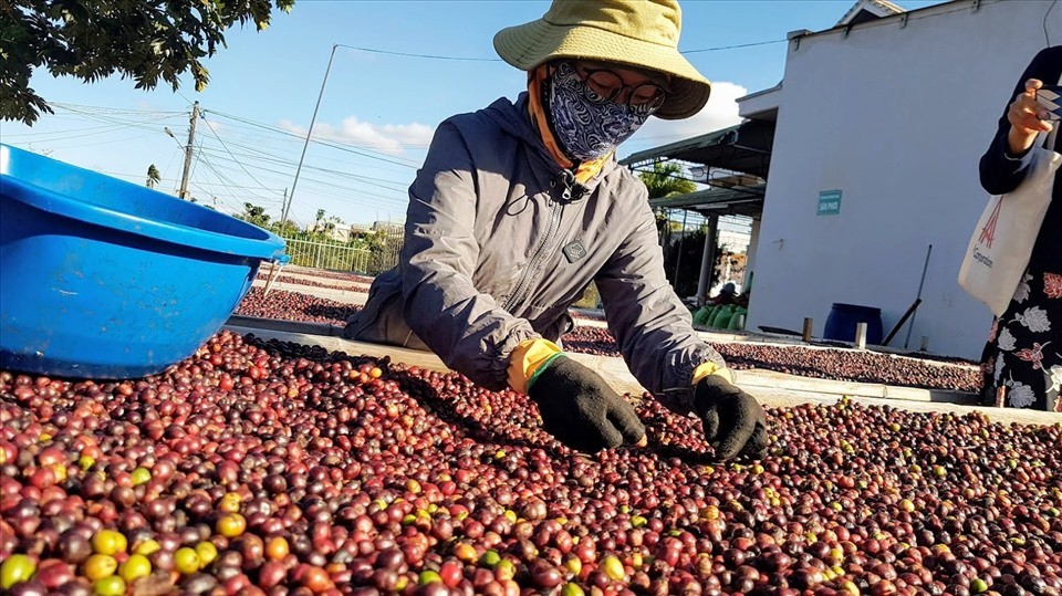  Việt Nam đang đẩy mạnh xuất khẩu cà phê, trà sang thị trường Trung Quốc. Ảnh: Lao động