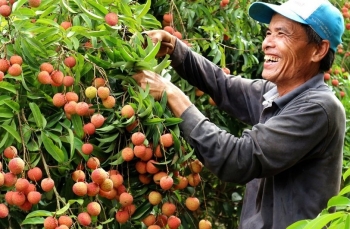 Hải Dương xúc tiến tiêu thụ vải thiều Thanh Hà quy mô quốc tế