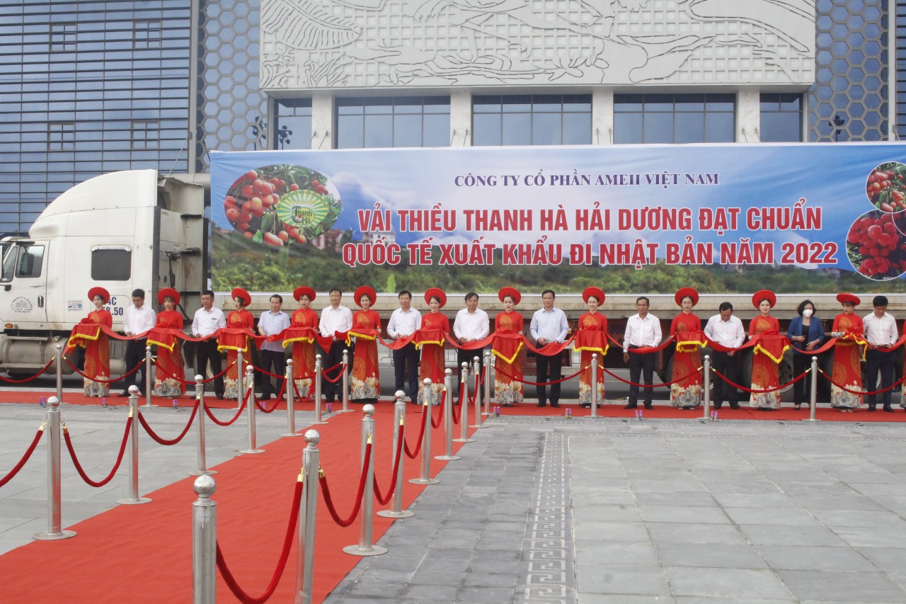 Vải thiều Thanh Hà được ưa chuộng ở thị trường khó tính