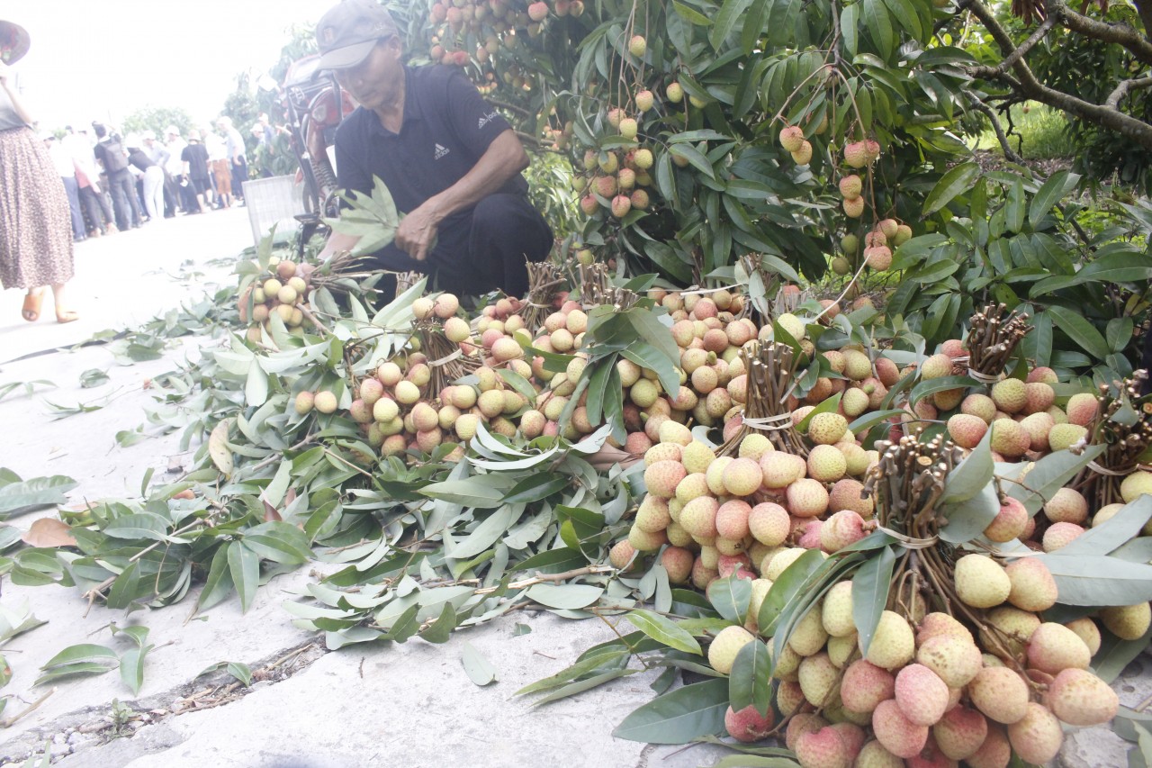 Nông dân Thanh Hà vui mừng khi năm nay vải được mùa, giá cao hơn năm ngoái khi bán ra ở mức 35.000 đồng/kg. Ảnh: Thành Luân.