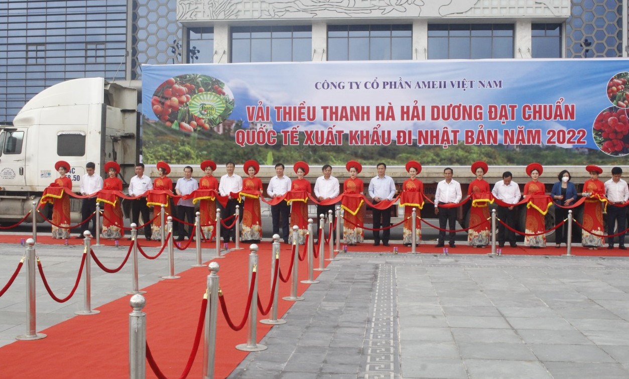 Vải thiều Thanh Hà được ưa chuộng ở thị trường khó tính