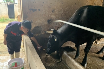 Bò Wagyu "made in Vietnam": nghe nhạc, uống bia, massage như "ông hoàng"