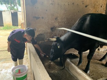 Bò Wagyu 