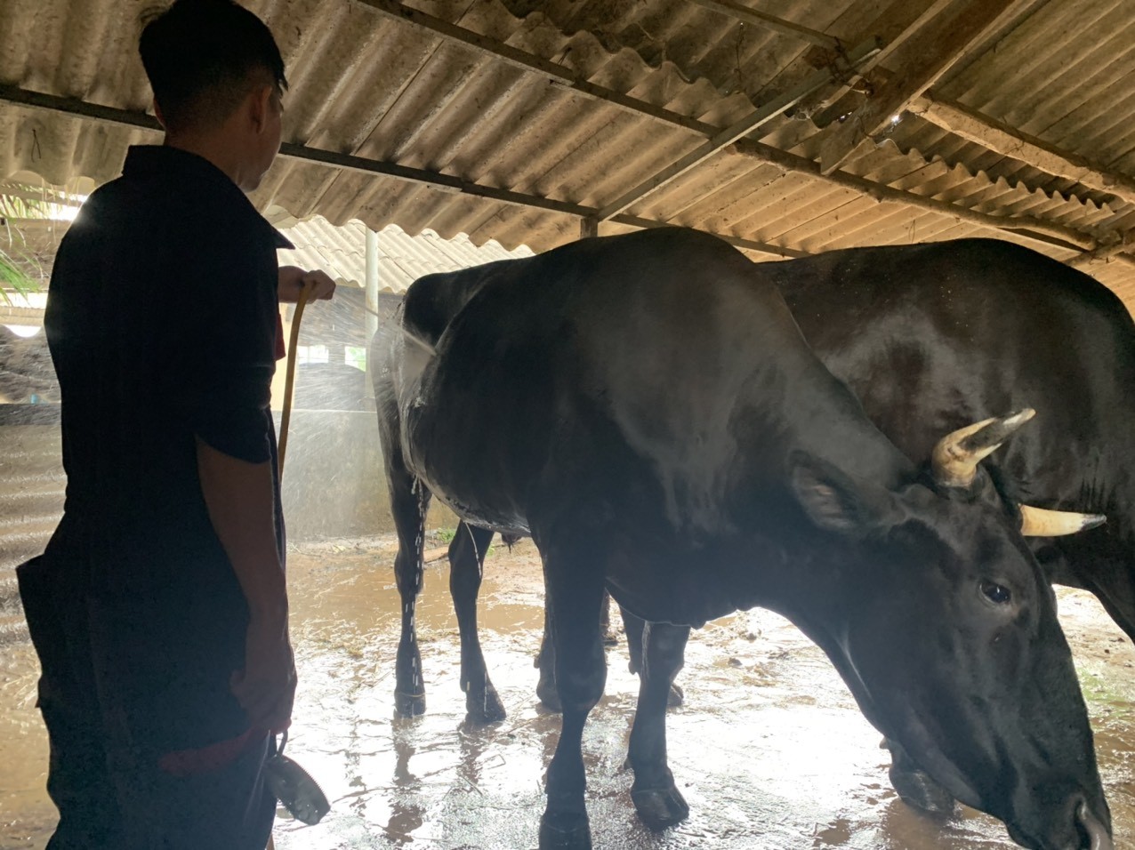 Bò Wagyu "made in Vietnam": nghe nhạc, uống bia, massage như "ông hoàng"