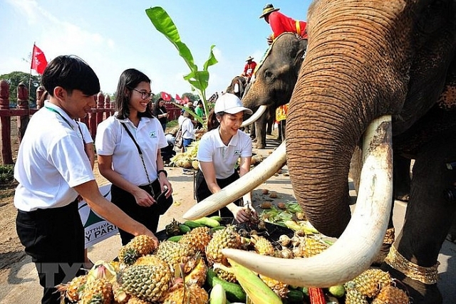 nguoi dan thai lan tu tay cho voi an trong ngay voi quoc gia