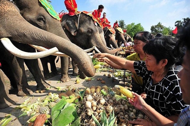 nguoi dan thai lan tu tay cho voi an trong ngay voi quoc gia