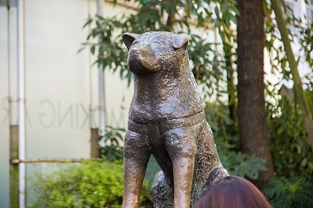 Chó Akita được trao bằng khen vì cứu người nhat ban chu cho akita va chu duoc vinh danh vi cuu nguoi