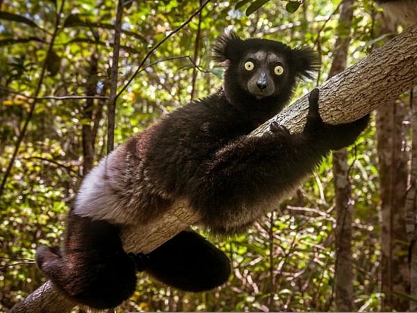 cac nha khoa hoc canh bao ve con loc tuyet chung tren trai dat