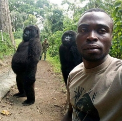Ảnh ấn tượng nhất tuần: Khỉ đột tạo dáng chụp ảnh selfie cùng kiểm lâm