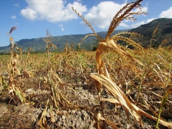 El Nino 2019: Gây nắng nóng và hạn hán khắc nghiệt trên thế giới