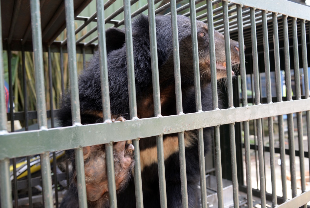 four paws giai cuu 3 gau ngua bi nuoi nhot suot 20 nam