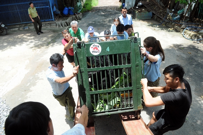 four paws giai cuu 3 gau ngua bi nuoi nhot suot 20 nam