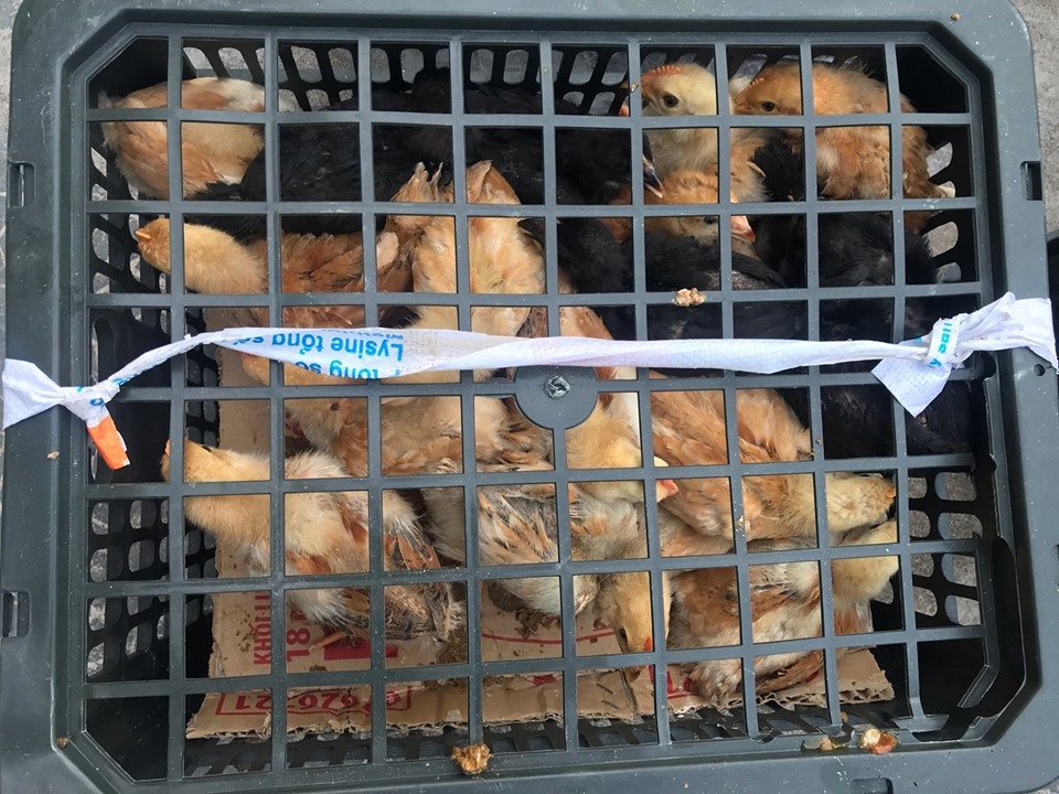 adra trao tang con giong vat tu giup nguoi dan quang dien phuc hoi sinh ke sau bao damrey