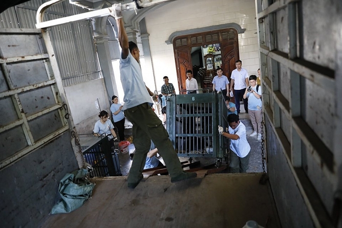 four paws env kiem lam nghe an giai cuu ba ca the gau bi nuoi nhot trai phep