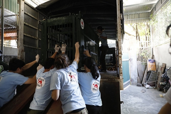 four paws env kiem lam nghe an giai cuu ba ca the gau bi nuoi nhot trai phep