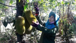 tham ngoi lang tai dinh cu cua mag tai quang tri