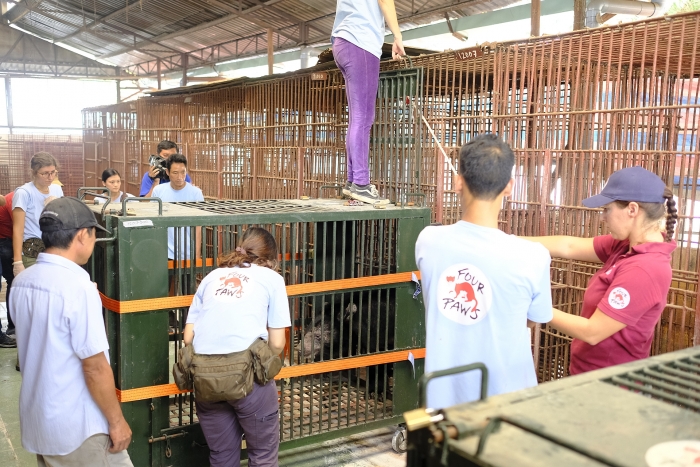 four paws thuc hien chuyen cuu ho gau lon nhat 2019 7 ca the gau ngua duoc giai cuu