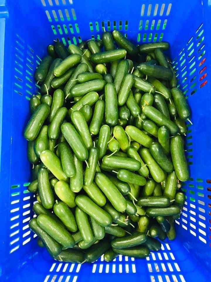 tin tuc giai tri sao viet hom nay 204 lam khanh chi lan dau chia se ve viec ran nut tinh cam voi chong
