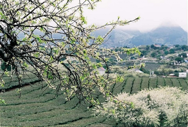 Truy lùng tọa độ săn mùa hoa mận nở đẹp nhất Mộc Châu