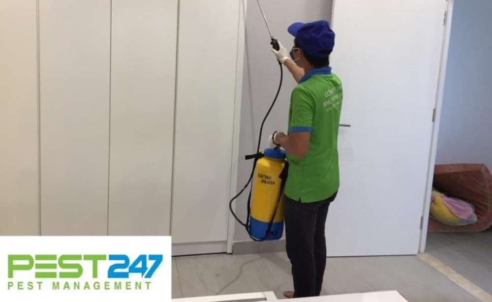 Khử trùng xanh - dịch vụ diệt chuột tận gốc chuyên nghiệp an toàn TPHCM