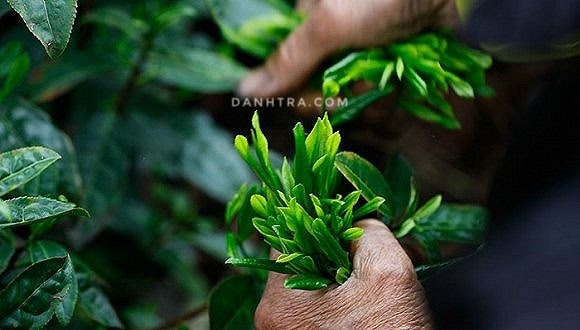Trà Thái Nguyên - xứng tầm đệ nhất danh trà
