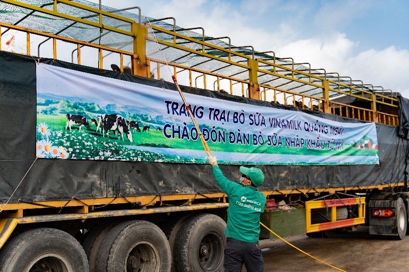 Vinamilk nhập khẩu hơn 2.100 bò sữa HF thuần chủng từ Mỹ về trang trại mới tại Quảng Ngãi