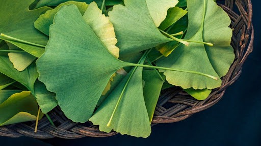 Ginkgo biloba (Bạch quả) có những tác dụng gì?
