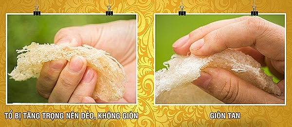 Tổ yến thật giòn và dễ vỡ vụn khi va chạm (Nguồn: Hiệp hội yến sào Việt Nam)