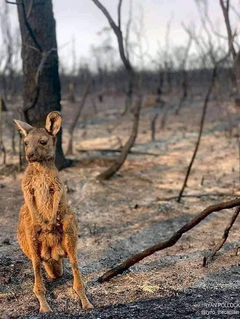 nhung hinh anh dau thuong trong tham hoa chay rung o australia