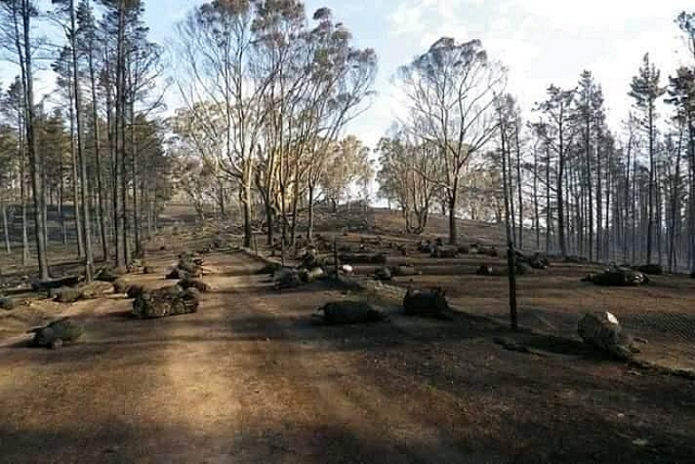 nhung hinh anh dau thuong trong tham hoa chay rung o australia