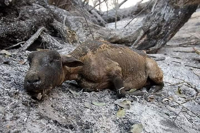 nhung hinh anh dau thuong trong tham hoa chay rung o australia