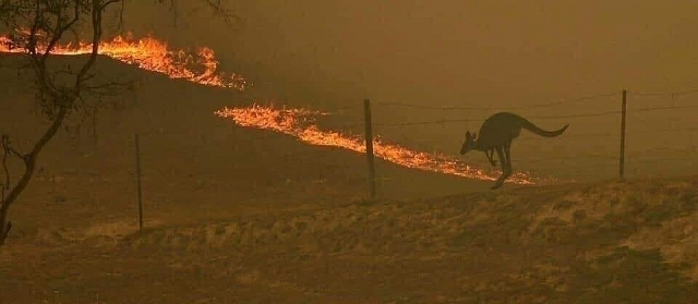 nhung hinh anh dau thuong trong tham hoa chay rung o australia