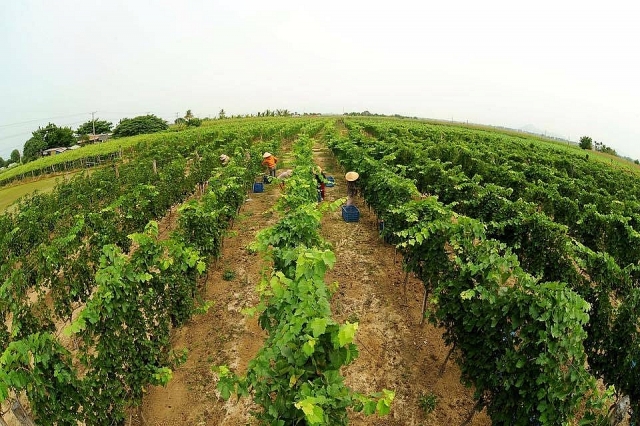 Vinamilk tham gia quản trị và điều hành tại GTNFoods vinamilk tham gia quan tri va dieu hanh tai gtnfoods