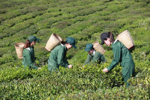 Vinamilk tham gia quản trị và điều hành tại GTNFoods vinamilk tham gia quan tri va dieu hanh tai gtnfoods