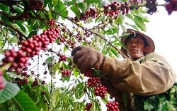 Giá cà phê hôm nay 14/3: Tiếp tục giảm nhẹ 200 đồng/kg