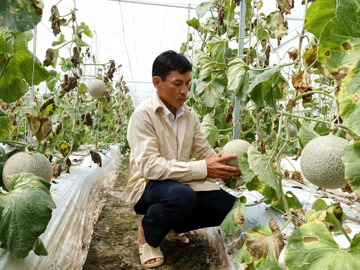 Vườn dưa lưới của nông dân Huỳnh Sa Rây đã cho cắt nước, chuẩn bị thu hoạch.