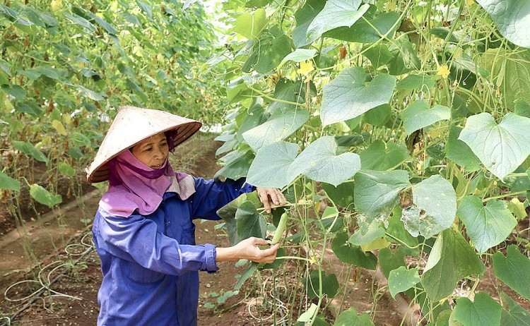 Phấn đấu tăng thu nhập bình quân của người dân nông thôn (Ảnh minh họa)