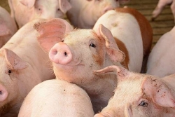 Giá heo hơi hôm nay 8/4: Bật tăng trở lại, lên sát mức 80.000 đồng/kg