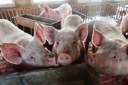 Giá heo hơi hôm nay 10/4: Tăng mạnh ở nhiều nơi, cao nhất 82.000 đồng/kg