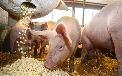 Giá heo hơi hôm nay 11/4: Nhiều nơi giảm nhẹ, mức đỉnh vẫn là 80.000 đồng/kg