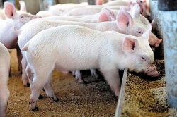 Giá heo hơi hôm nay 13/4: Ít biến động, trung bình 78.000 - 79.000 đồng/kg