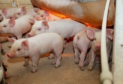 Giá heo hơi hôm nay 15/4: Tiếp tục tăng mạnh, cao nhất 90.000 đồng/kg