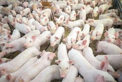 Giá heo hơi hôm nay 19/4: Duy trì ở mức cao, chờ lập đỉnh mới 100.000 đồng/kg