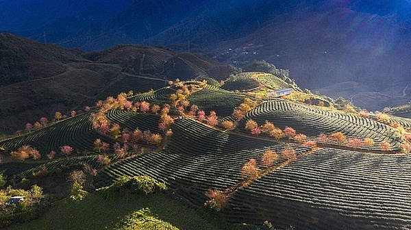 Nhiếp ảnh gia Việt Nam thắng giải ảnh quốc tế #Spring2020 nhiep anh gia viet nam thang giai anh quoc te spring2020