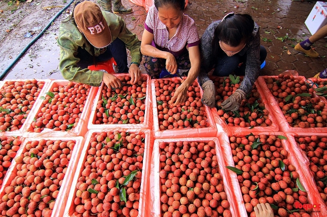 vai thieu tieu chuan quoc te chay hang nhieu ho nong dan tang gap doi doanh thu