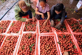 Vải thiều tiêu chuẩn quốc tế "cháy hàng", nhiều hộ nông dân tăng gấp đôi doanh thu