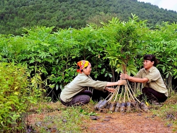Chính phủ dự chi 78.850 tỷ đồng cho phát triển lâm nghiệp bền vững giai đoạn 2021-2025